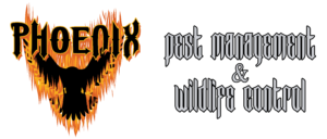 PhoenixLogo_CCCED3