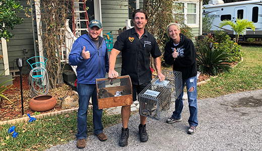Wildlife Exclusion Tarpon Springs Pinellas County FL Tarpon Springs Couple Happy Over Wildlife Exclusion From Their House