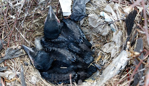 Bird Nest Removal Tarpon Springs Pic of Bird Nest and Birds Needing Removal in Tarpon Springs