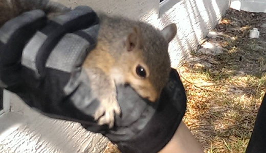Pest Control Safety Harbor Pinellas County Pest Control Expert Holding a Mouse Removed from Safety Harbor House
