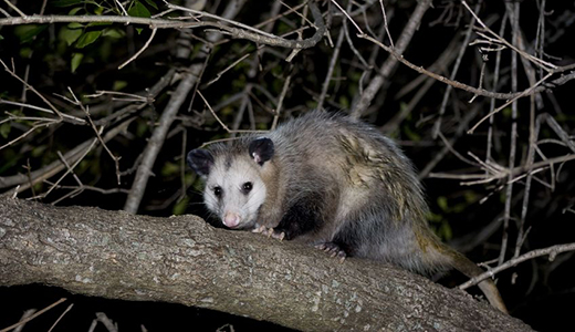 Pest Control Hudson FL Opossum Found by Pest Control Professionals in Hudson Florida