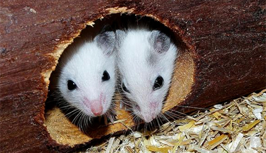 Pest Control Land O Lakes FL Two Mouse Lured by Pest Control Company Serving Land O Lakes Florida