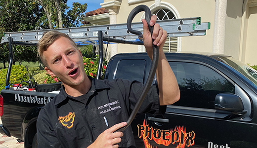 Pest Control Land O Lakes Florida Pest Control Professional Holding Snake He Removed from Land O Lakes Property