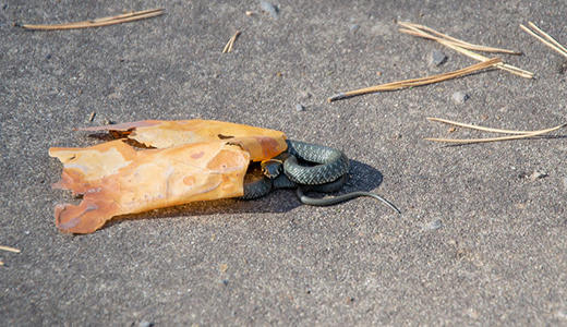 Pest Control Lutz FL Snake in a Property in Lutz Florida In Need of Pest Control Services