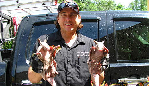 Pest Control in Land O Lakes Florida Pest Control Expert Holding Two Armadillos He Caught in Land O Lakes FL