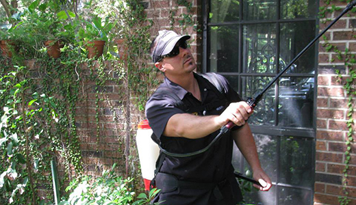 Pest Control in Lutz FL Pest Control Expert Exterminating Pests in a Property in Lutz Florida