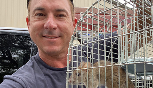 Rodent Removal in Land O Lakes FL Rodent Removal Professional Flexing Rat He Caught from Land O Lakes Property