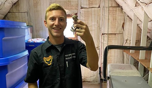 Squirrel Removal in Lutz FL