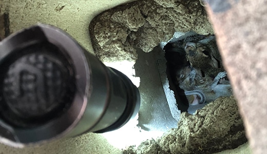 Several Squirrels Found by Local Rodent Removal Professionals at the Basement of Safety Harbor Florida Home