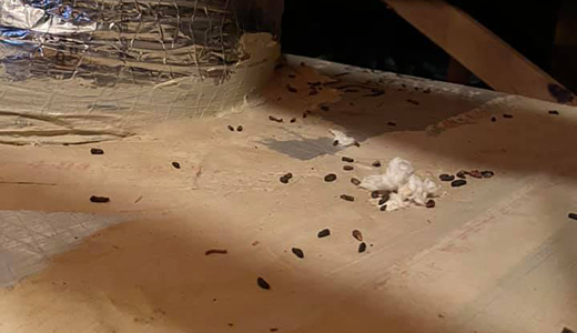 Pest Control Riverview FL Evidence That There are Pests Found by Pest Control Pros in Riverview Florida