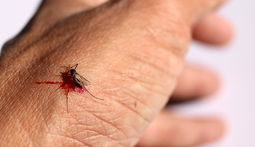 Mosquito Control in Holiday Florida Dead Mosquito on the Hand of a Holiday Man Looking for Mosquito Control Services