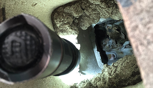 Pest Control Holiday Florida Squirrels Hiding in the Basement of Holiday Home Serviced by Pest Control Professionals
