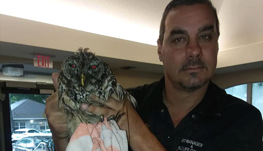 Animal Removal Holiday FL Animal Removal Expert Holding Owl He Rescued in a Private Property in Holiday Florida