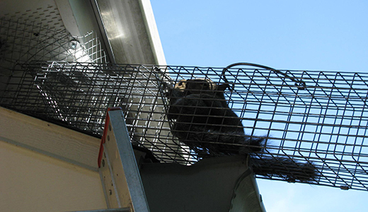 Animal Removal in Holiday FL Squirrels Caught in the Trap Set Up by Holiday Animal Removal Company