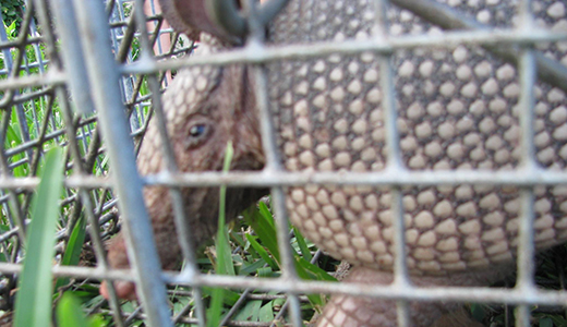 Animal Removal in Holiday Florida Armadillo Caught by Animal Removal Expert Inside Holiday Property