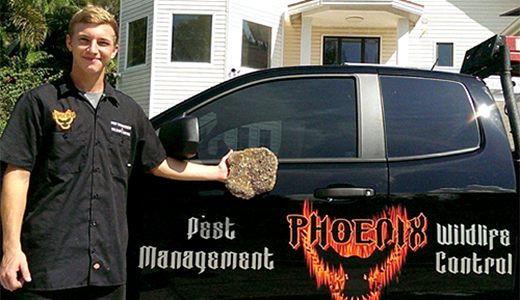Wasp Removal Holiday Florida Wasp Removal Professional Holding Wasp Nest He Removed From Holiday House