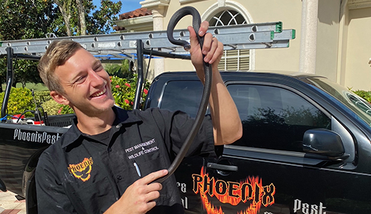 Snake Removal in Holiday Florida Animal Removal Expert Flexing Snake He Caught in a Holiday Property