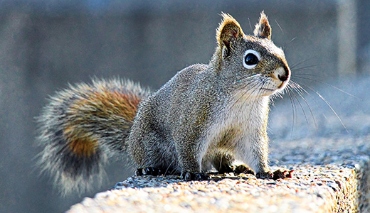 Wildlife Removal New Port Richey FL Squirrel Found in a New Port Richey Property In Need of Wildlife Removal Services