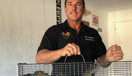 Dunedin Pest Control Pro Holding Rat He Removed and Caged From Dunedin Property