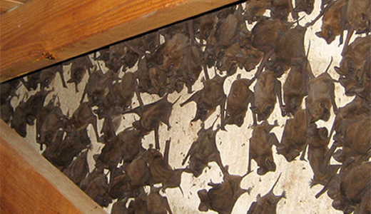 Too Many Bats Crowding Attic of Oldsmar FL House That Needs Bat Removal Services