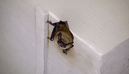 One Bat Spotted by Homeowner Looking for Bat Removal Services in Oldsmar FL
