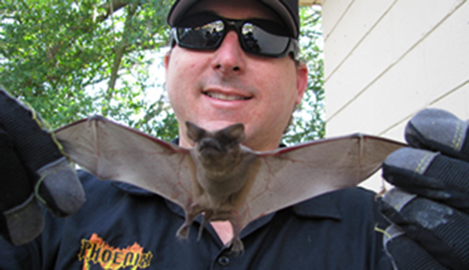 Oldsmar-based Bat Removal Expert Holding a Bat