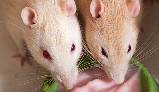 Rats Eating Yogurt Put As Bait by Oldsmar Pest Control Experts Offering Rat Removal Services