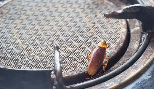 Big Cockroach Found in the Kitchen of Odessa Property In Need of Roach Control