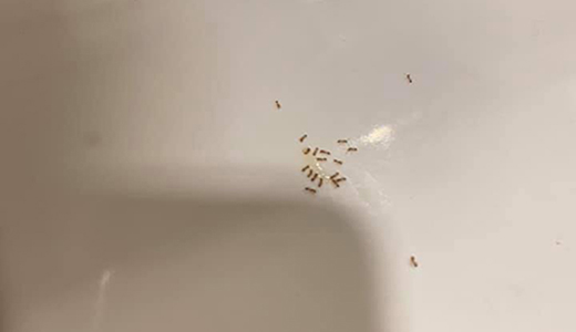 Dead Ants on the Floor After Hiring Pinellas Park FL Ant Control Expert