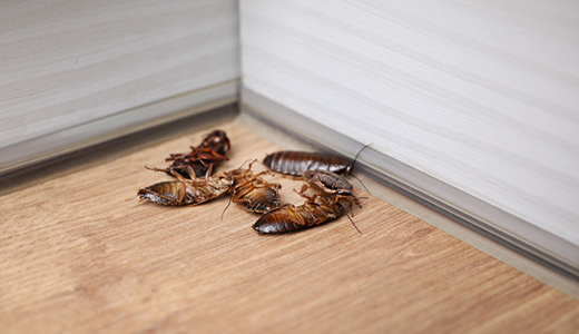 Dead Cockroaches on the Floor after Visit of Roach Control Experts